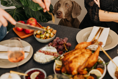 Pet-Friendly Thanksgiving Foods