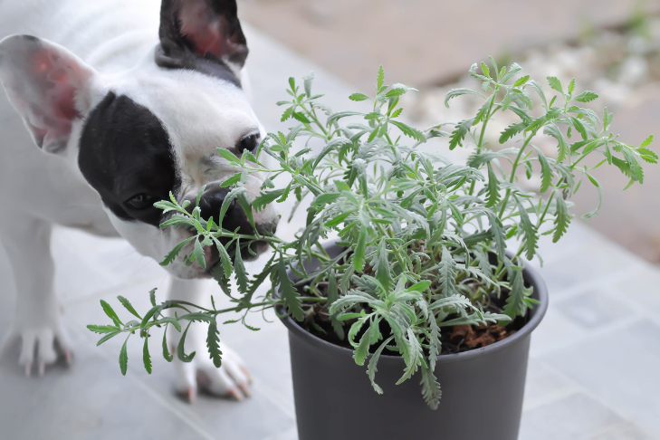 A Pet Parents Guide to Toxic-Free Plants & Indoor Gardening