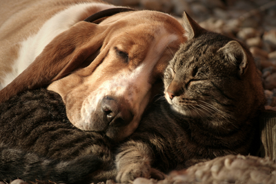 Dog CBD vs. Cat CBD: Understanding the Differences and Benefits