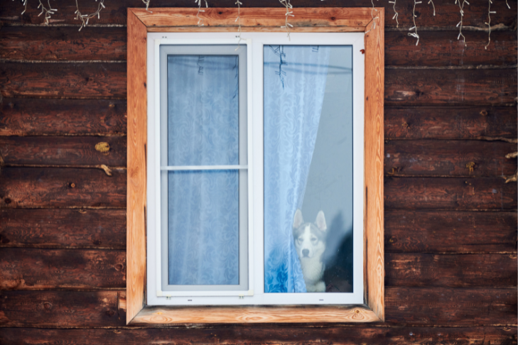 husky peering out the window watching and waiting for the doorbell to ring