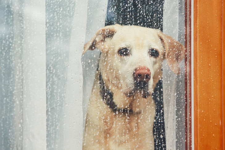 yellow lab looking out the window at the rain sad because the weather is gloomy