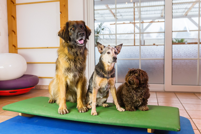 Ultimate Guide to Pet Boarding Care