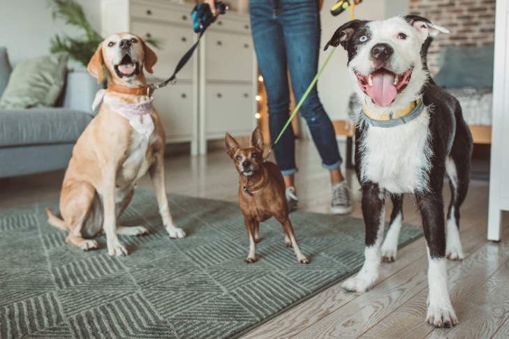 6 Tips to Prepare Your Dog for the Pet Sitter 