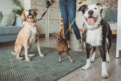 5 Tips to Prepare Your Dog for the Pet Sitter 