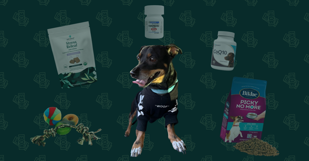 How to Budget for a Pet with Health Issues: Monthly Expenses for a Dog with Valley Fever