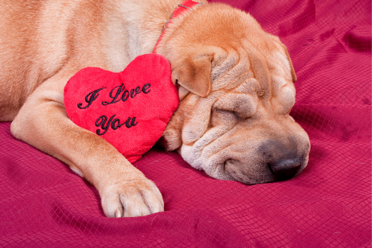 valentines day gift ideas for pets, cats, and dogs