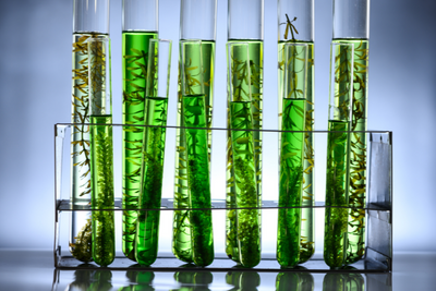 Health Benefits of Omega 3 Algae Oil