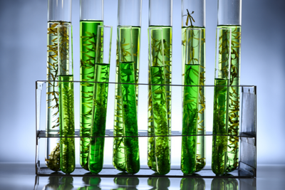 A Guide to Omega-3 Algae Oil for Pets: Health Benefits & Tips
