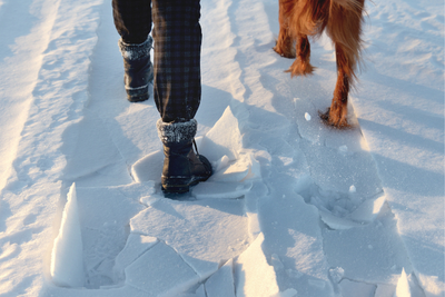 How to Navigate Salt and Antifreeze While Walking Your Dog