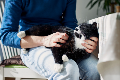3 Easy Ways to Bond With Your Cat