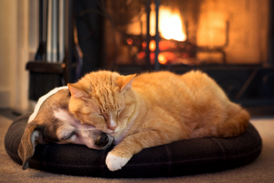 Space Heater and Fireplace Safety for Pets