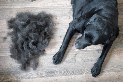 Why Does My Dog Shed More in the Fall?