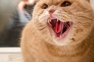 5 Things You Do That Your Cat Actually Hates (And How to Fix Them)