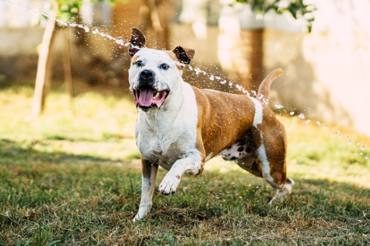 How to Calm a Hyper Dog: Tips for Managing Your Dog’s Energy