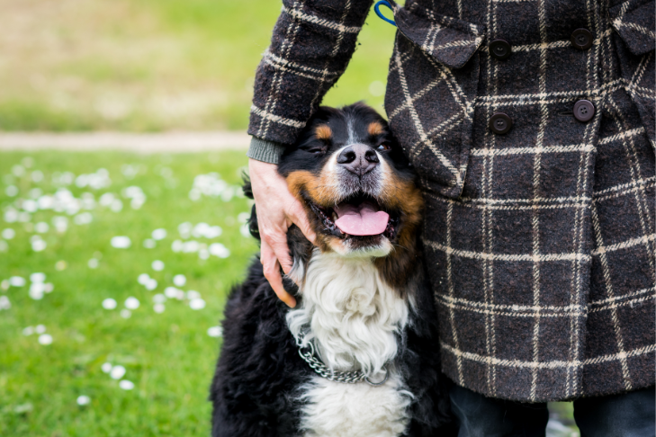 Bernese Mountain Dog smiling and getting pet by owner