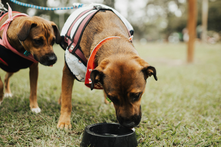 Why Your Pet Drinks Less Water in Winter (and How to Keep Them Hydrated)
