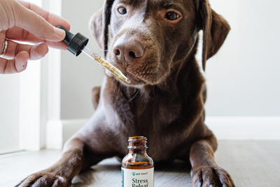 Can I Give CBD to My Pet with No Health Issues?