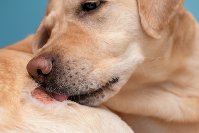 Why Does My Dog’s Skin Get Dry in the Fall?