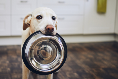 A Guide to Pet Nutritional Supplements: How to Choose the Right Support for Your Dog or Cat
