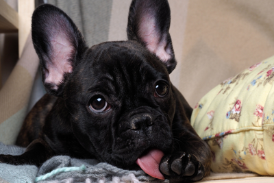 Why Won’t My Dog Stop Licking Their Paws?