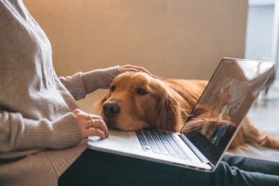5 Ways to Help Your Velcro Dog Adjust to Being Alone