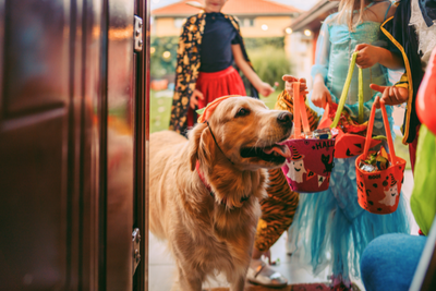 How to Keep Pets Calm With Trick-or-Treaters at the Door