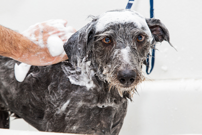 How to Choose the Best Dog Shampoo 