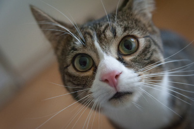Common Health Issues in Cats