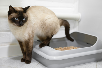 How to Tell If Your Cat Has a UTI: Common Symptoms and What to Do Next