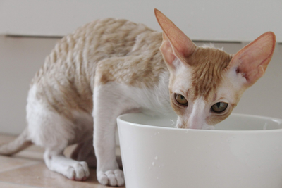 A Beginner’s Guide to Cat Hydration: How Much Water Does Your Cat Really Need?