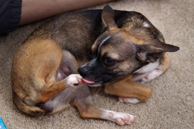 Easing Irritation in Dogs