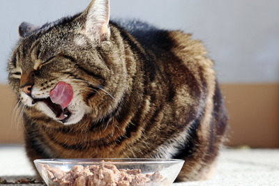 Cat Gut Health: How to Support a Healthy Gut and Digestion in Cats