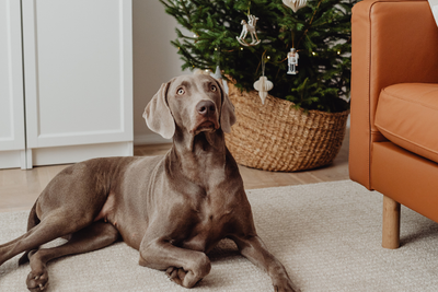 A Pet Parent’s Guide to Safe Holiday Decorating