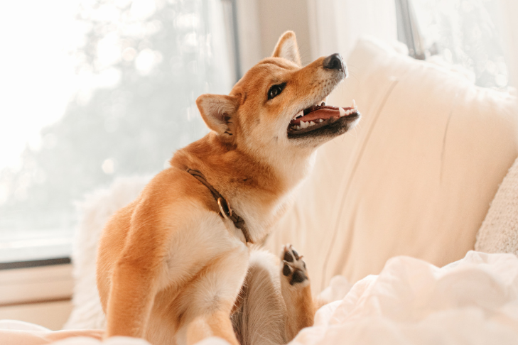 How Seasonal Allergies Affect Your Dog’s Sleep