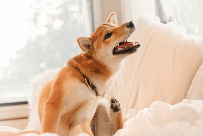 How Seasonal Allergies Affect Your Dog’s Sleep