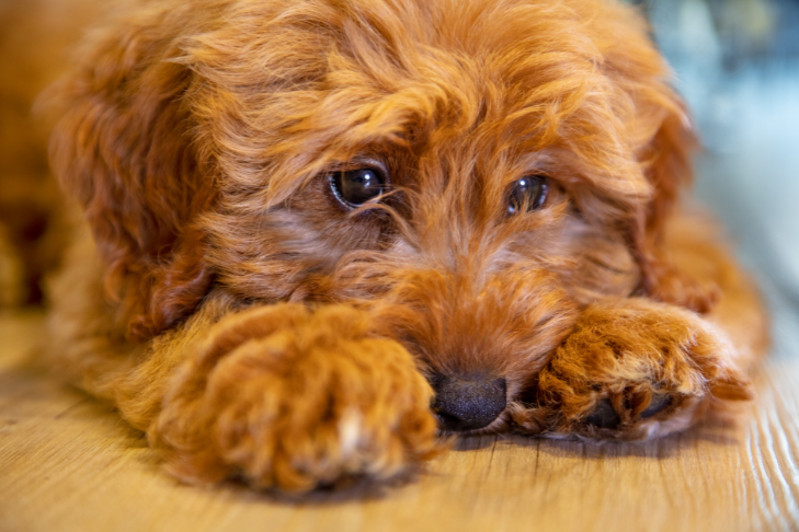 5 Signs Your Dog or Cat Is Struggling With Routine Changes