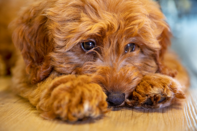 5 Signs Your Dog or Cat Is Struggling With Routine Changes
