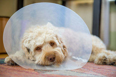 How to Care for Your Dog After Surgery for Faster Recovery