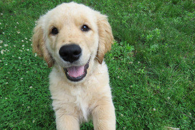 6 Tips To Help House Train Your New Puppy