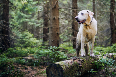 6 Hiking Tips For You And Your Dog