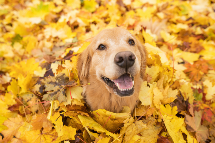 Fall Yard Dangers for Dogs: Mushrooms, Acorns, and Sticks