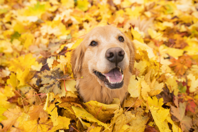 Fall Yard Dangers for Dogs: Mushrooms, Acorns, and Sticks