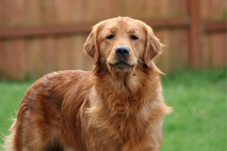 Life Expectancy of a Golden Retriever: Average Lifespan & Health Risks