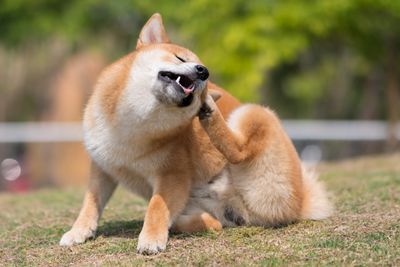Why Won’t My Dog Stop Scratching Their Ears?