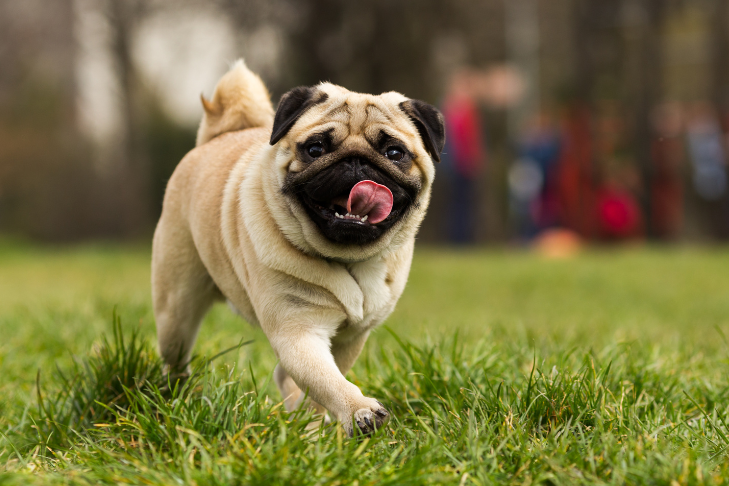 pug smiling and prancing in field of green grass because they are happy and healthy