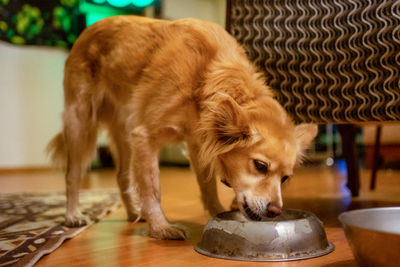 Should You Adjust Your Pet’s Diet with the Seasons?