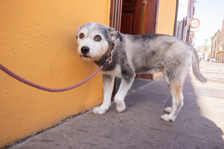 Protecting Your Pet's Paws from Summer Pavement Burns 