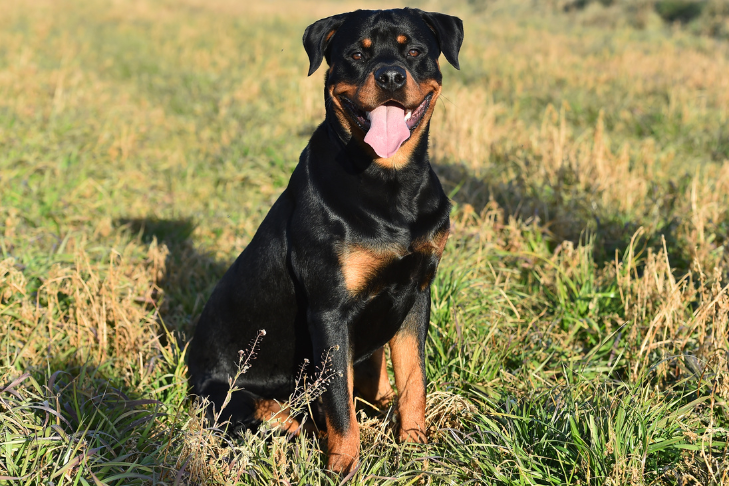 rottweiler sitting in a field of grass smiling with his tongue out