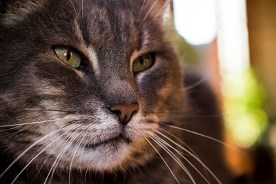 Cat Eye Health: How to Keep Your Cat’s Eyes Healthy