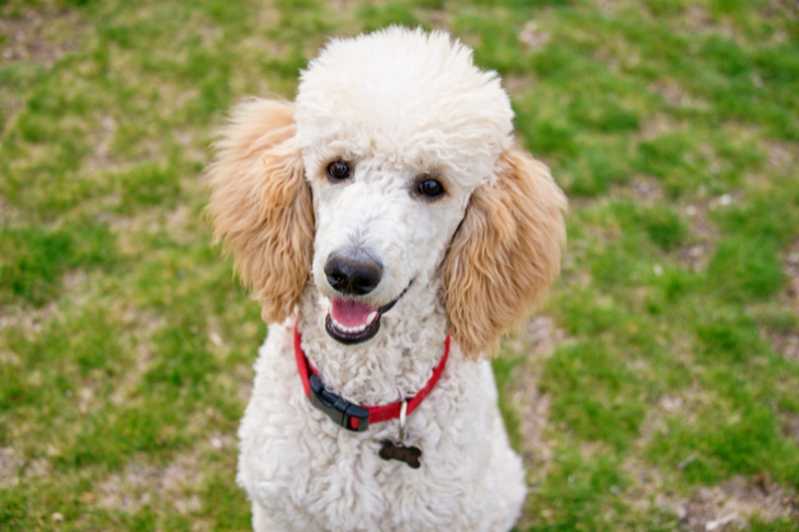 Poodle (Standard) Lifespan and Health Issues